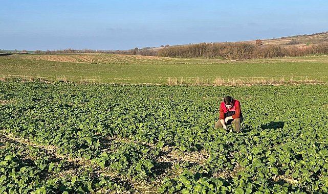Kırklareli'nde kanola gelişimi inceleniyor