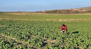 Kırklareli'nde kanola gelişimi inceleniyor