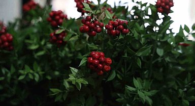Kırşehir'de aralık ayının en çok tercih edilen çiçeği kokina oldu