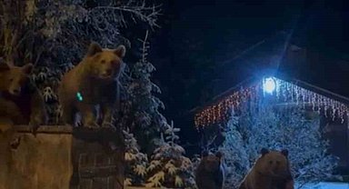 Kış uykusuna yatmayan ayılar böyle görüntülendi