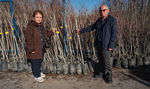 Kocaeli 3 bin 600 Trabzon hurması fidanı dağıtıyor