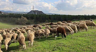Kocaeli'de damızlık koç desteğiyle kuzulama oranları artıyor... Sürüler güçlendi, verim arttı