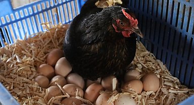 Kocaeli'de hibeli tavuk desteği üreticiye can suyu oldu