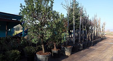 Kocaeli'de torf üretimi ile 50 milyon lira tasarruf sağlanıyor