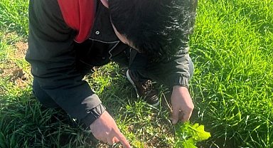 Kofçaz'da tarla faresine karşı etkin mücadele: Tarım arazilerinde fare tehdidi