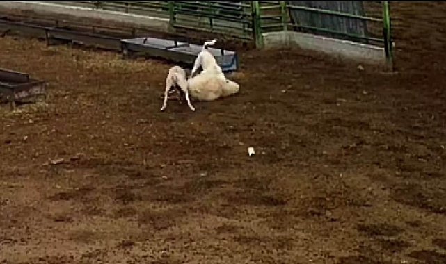 Konya'da sokak köpeklerinin saldırdığı koyun telef oldu