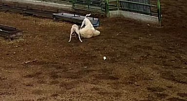 Konya'da sokak köpeklerinin saldırdığı koyun telef oldu