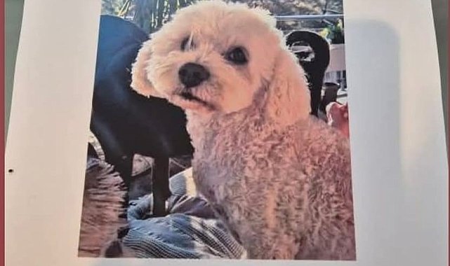 Köpeğini bulana 10 bin lira ödül verecek