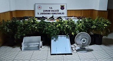 Köy evinde çadır kurup skunk yetiştiren şahsa operasyon