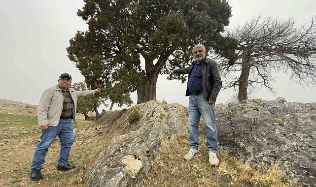 Köy halkı 508 yaşındaki ardıç ağacının tescilini istiyor
