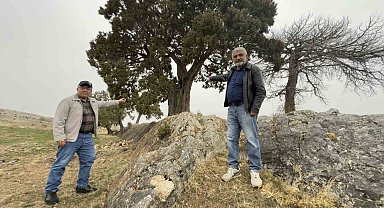 Köy halkı 508 yaşındaki ardıç ağacının tescilini istiyor