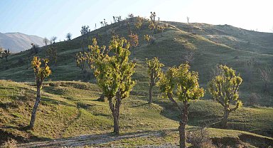 Köylüleri şaşırtan olay: Meşeler kış kapıdayken yeniden yeşerdi