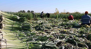 Kozan'da pırasa hasadı başladı: 20-22 TL'den alıcı buluyor