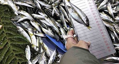 Küçük boy balık satışı yapan iş yerine ceza