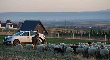Küçük kız baba mesleği çobanlığı devam ettiriyor: Eşeğinin üzerinde koyunlarını güdüyor