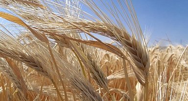 Kuraklık arpa ekimini artırdı