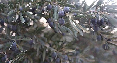 Kuraklık zeytin hasadında yağ verimini olumsuz etkiledi
