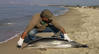 Kuşadası'nda yunus balığı karaya vurdu