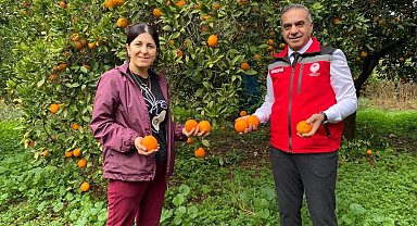 Kuyucak'ta portakal hasadı yapıldı, üreticilere belgeleri teslim edildi