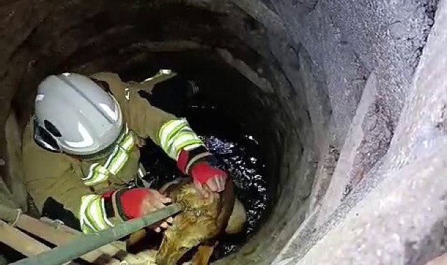 Kuyuya düşen köpeği itfaiye kurtardı