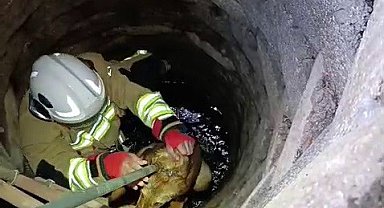 Kuyuya düşen köpeği itfaiye kurtardı