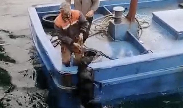 Lapseki'de iskelede denize düşerek sürüklenen köpeğin yardımına balıkçılar yetişti
