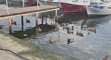 Limanın maskotu ördekler