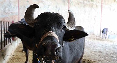 Mandadan gelen altın lezzet