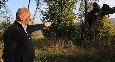 Maneviyat merkeziydi, otluk alana döndü: Mezarlıktan geriye çürümüş ağaç kaldı