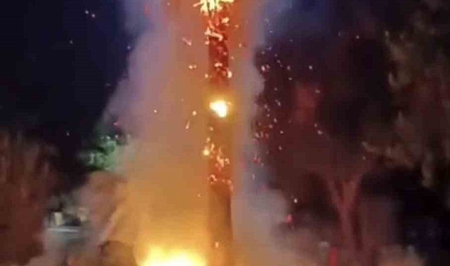 Mardin'de 15 yıllık palmiye ağacını ateşe verdiler