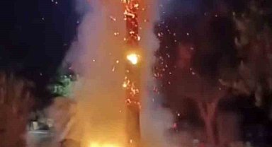 Mardin'de 15 yıllık palmiye ağacını ateşe verdiler