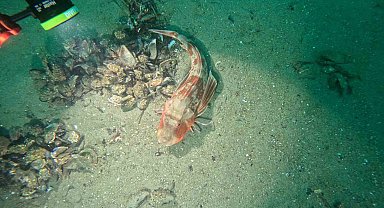 Marmara Denizi'nin ekolojik yapısı mercek altında