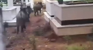 Marmaris'te domuz istilası sürüyor: "Yeni adres mezarlıklar"