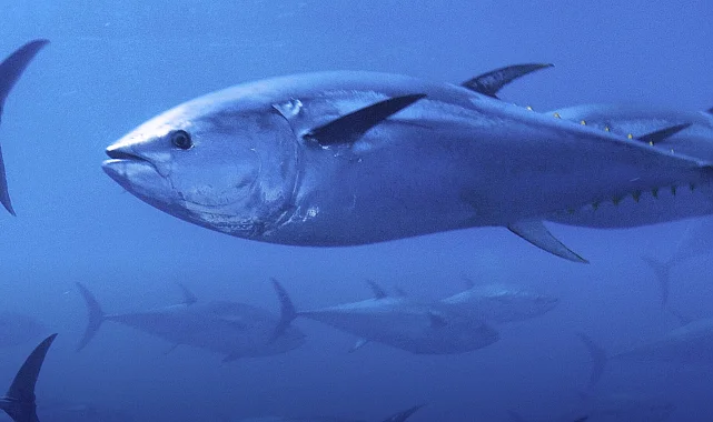 Mavi yüzgeçli orkinos kotası yüzde 20 arttı!