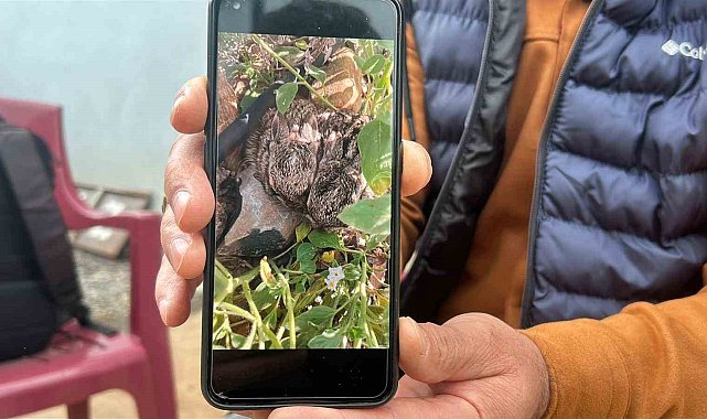 Merhametli çiftçi, yılların emeğine kemirerek zarar veren tavşanları "Bunlar şimdi hazırlanıyor, Doğan'ın fidanını nasıl yiyeceğim diye düşünüyor" diyerek elleriyle yakaladı