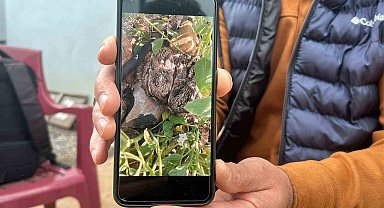 Merhametli çiftçi, yılların emeğine kemirerek zarar veren tavşanları "Bunlar şimdi hazırlanıyor, Doğan'ın fidanını nasıl yiyeceğim diye düşünüyor" diyerek elleriyle yakaladı