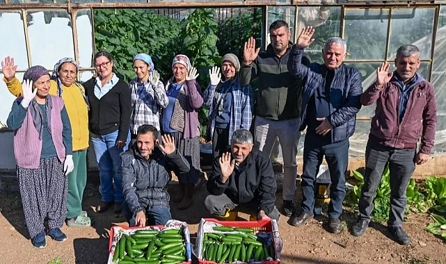 Mersin Aydıncık'ta üreticiler ilk hasadı yaptı