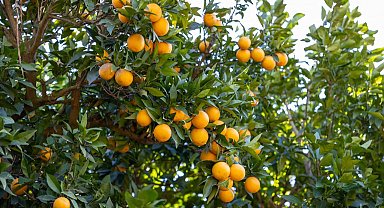 Mersin Kan Portakalı coğrafi işaret tescili aldı