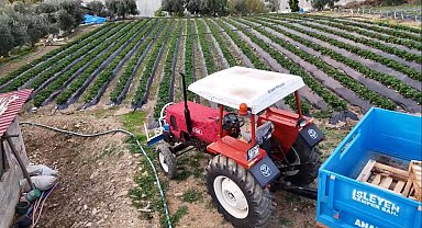 Mersin'de çilekte kış hasadı: Bahçede kilogramı 130 TL