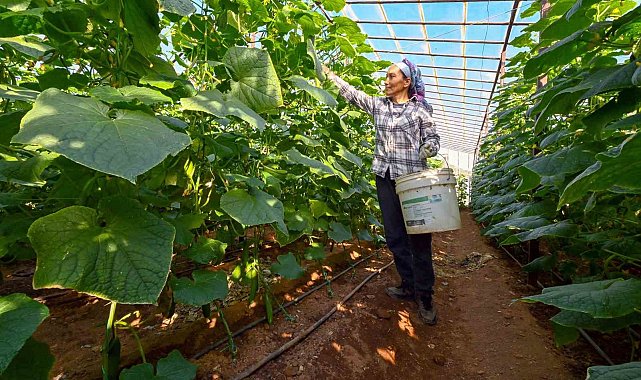 Mersin'de hıyar fidesi desteği Aydıncık'ta hasada dönüştü