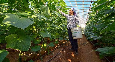 Mersin'de hıyar fidesi desteği Aydıncık'ta hasada dönüştü