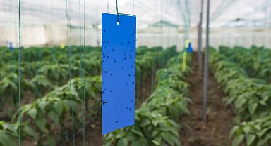 Mersin'de üreticilere sera ipi ve yapışkanlı tuzak desteği