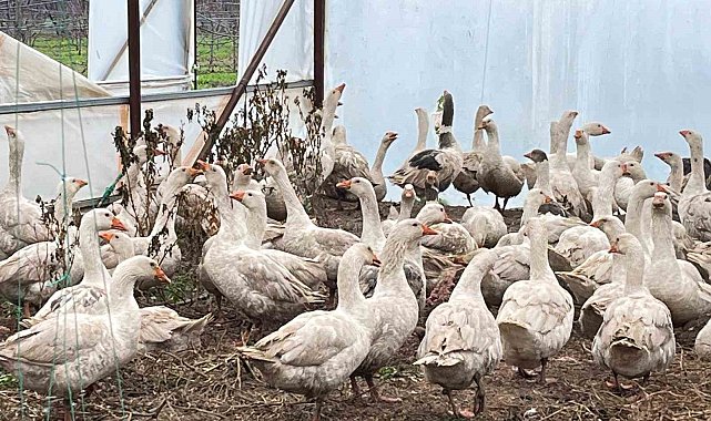 Meyve bahçelerinde yabani otla mücadelede kazlar sahaya indi