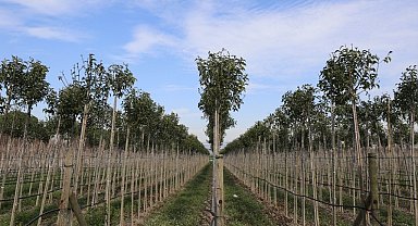 Muradiye Fidanlığı geleceğe nefes olmaya devam ediyor