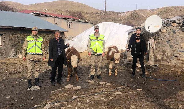 Muş'ta çalınan 2 büyükbaş hayvan bulundu