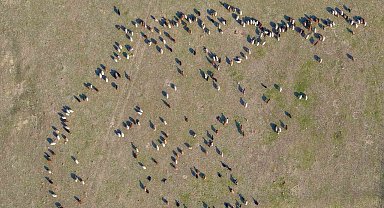 Muş'ta kar yağmayınca yem giderleri azaldı