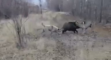 Muş'ta yaban domuzu ile çoban köpeklerinin kovalamacası kamerada