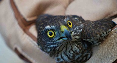 Muş'ta yaralı halde bulunan atmaca tedavi altına alındı