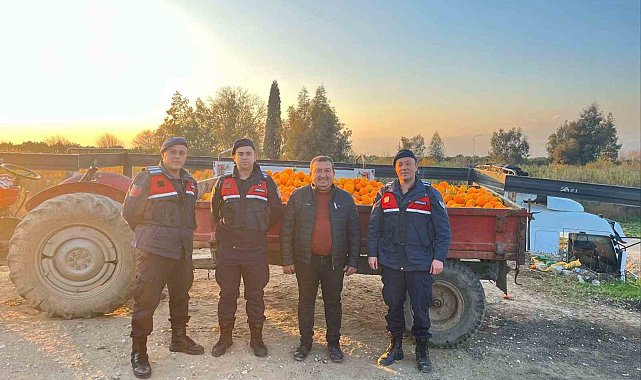 Nazilli'de 1,5 tonluk portakal hırsızlığı jandarmaya takıldı