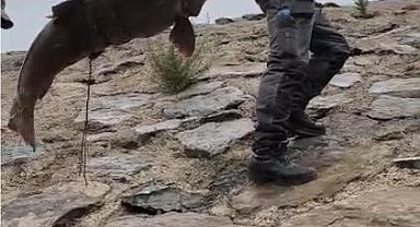 Nehirde yakalanan 60 kiloluk dev turna balığını, çam sırığına bağlayıp taşıdılar